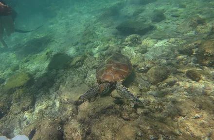 Havskilpadde ved Moalboal